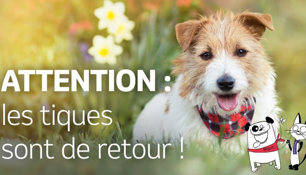 6-MSD automne-r‚seau sociaux chien-tout au long de l'ann‚e.png