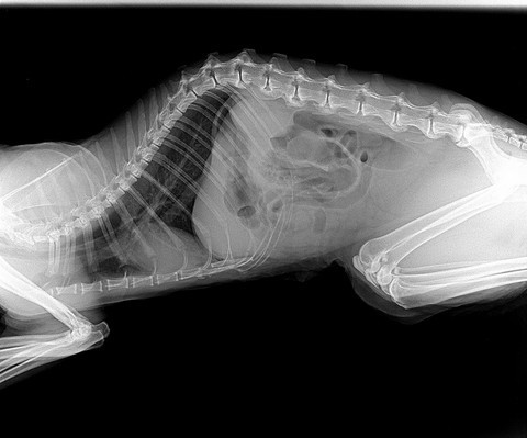 développement numérique  radiographie