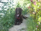 Flat Coated retriever: Taïko